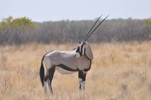 Ein Oryx - auch Gemsbok genannt. NAMIBIA - www.outeniqua.de