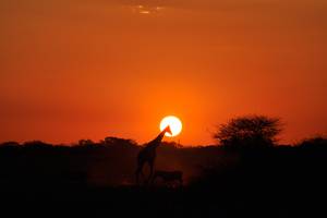 Sonnenuntergang in der Etosha. NAMIBIA - www.outeniqua.de