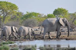 Elefanten in der Etosha. NAMIBIA - www.outeniqua.de