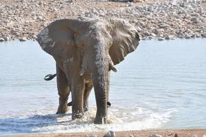 Elefant am Wasserloch in Okaukejo. NAMIBIA - www.outeniqua.de