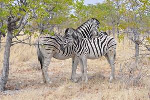 Das Zebra in Windhoek. NAMIBIA. www.outeniqua.de