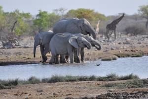 Etosha. Elefanten am Wasserloch bei Halali. NAMIBIA - www.outeniqua.de